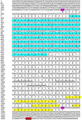 ATG13 is involved in immune response of pathogen invasion in blood clam Tegillarca granosa